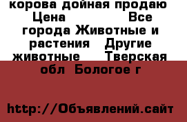 корова дойная продаю › Цена ­ 100 000 - Все города Животные и растения » Другие животные   . Тверская обл.,Бологое г.